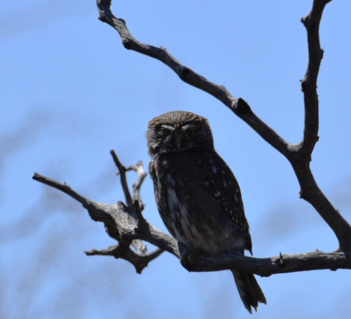 Ferruginous Pygmy-Owl - Victor Leber