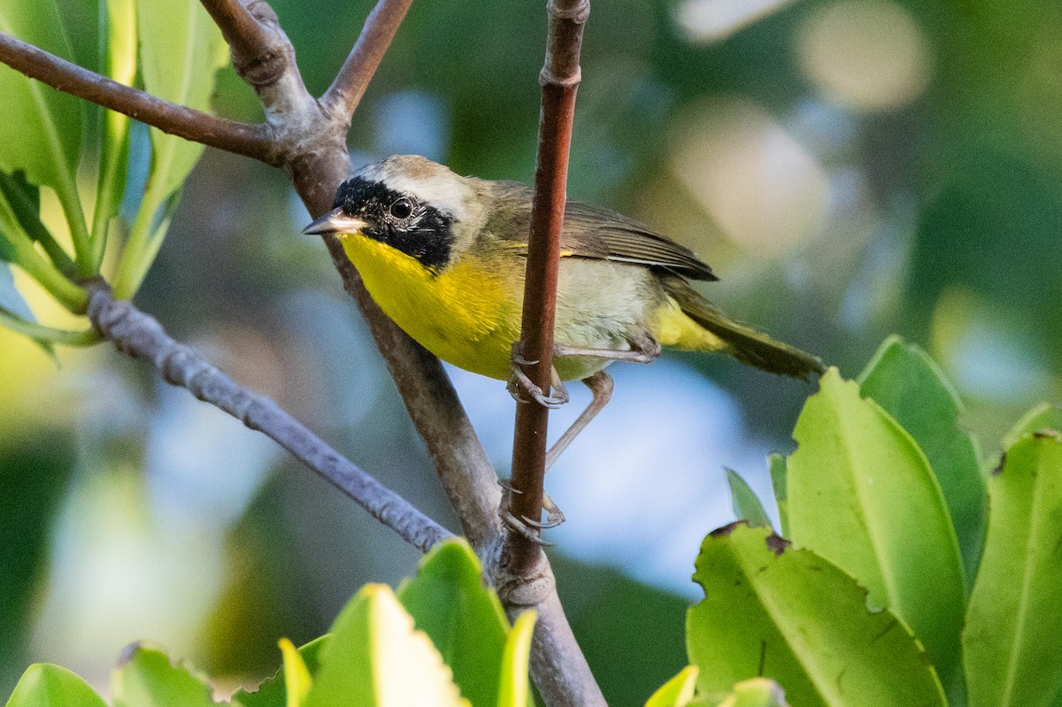 Common Yellowthroat - ML611063345