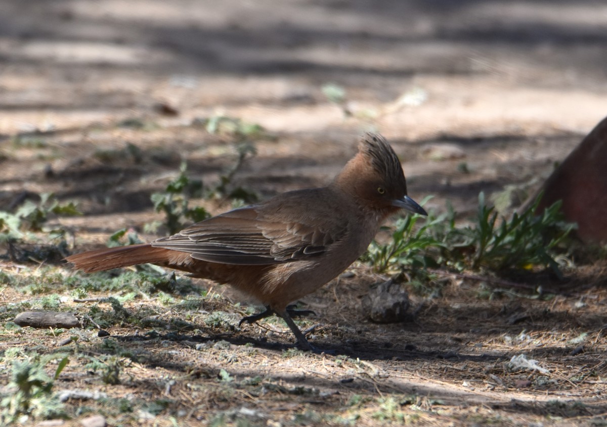 Brown Cacholote - ML611063349