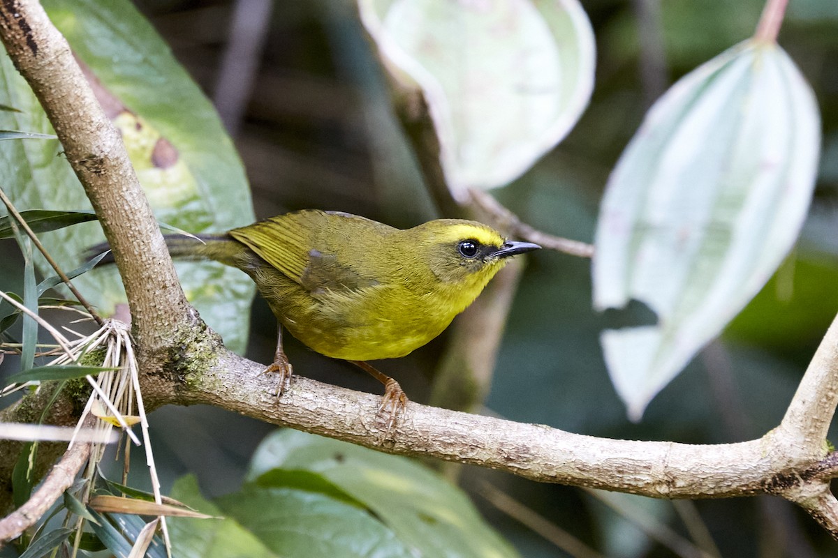 Citrine Warbler - ML611063363