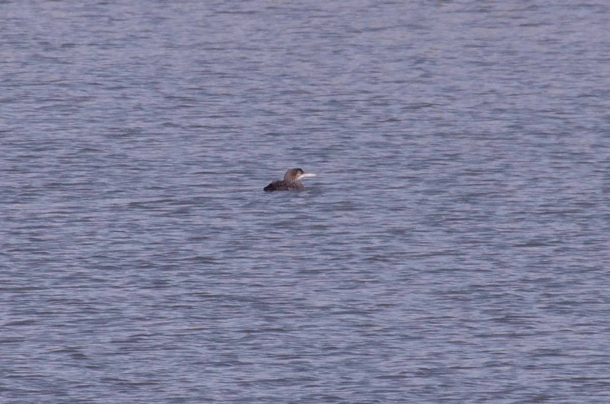 Common Loon - ML611063401