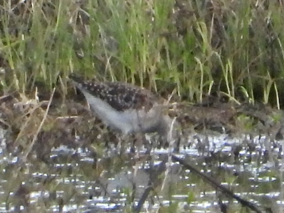 Wood Sandpiper - ML611063468