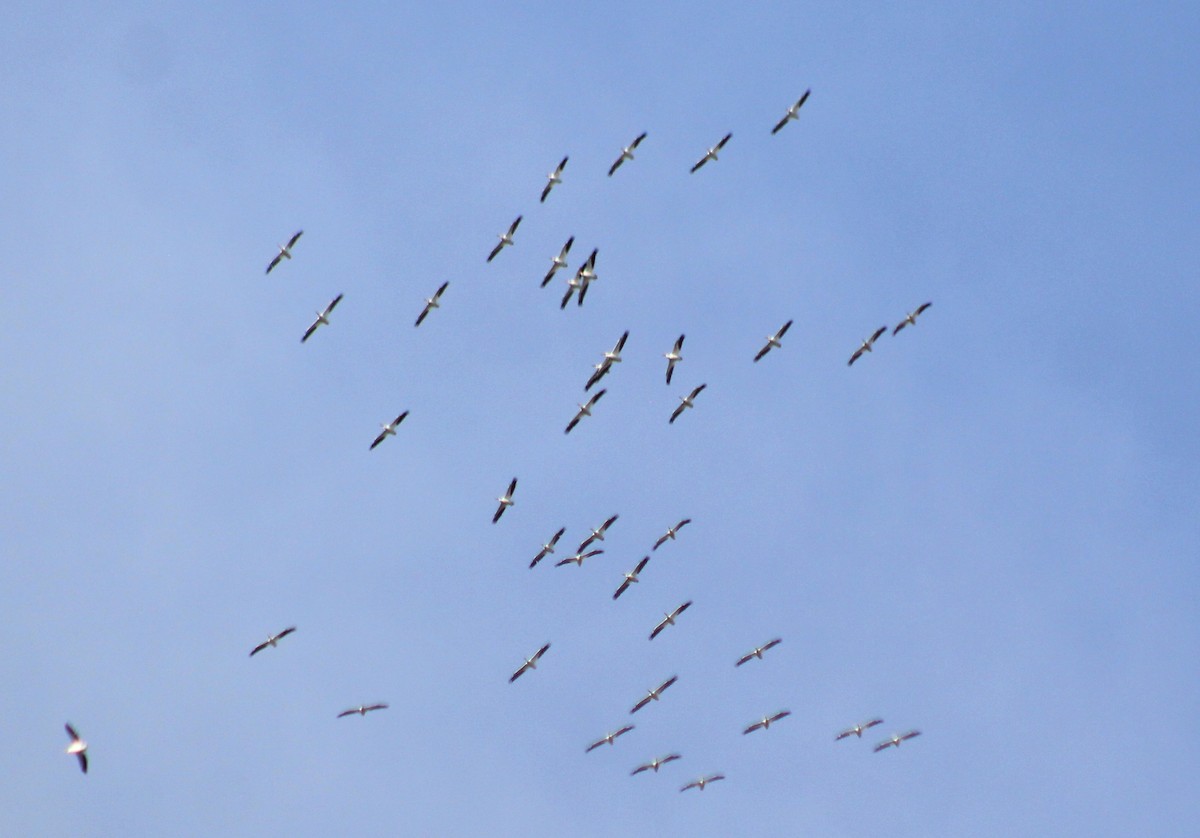 American White Pelican - ML611063495