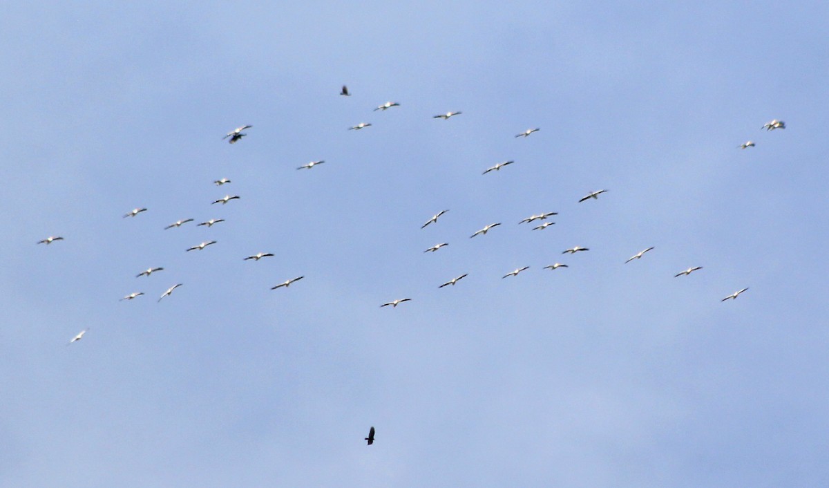 American White Pelican - ML611063496