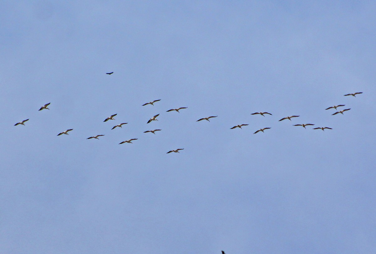 American White Pelican - Mario Trejo