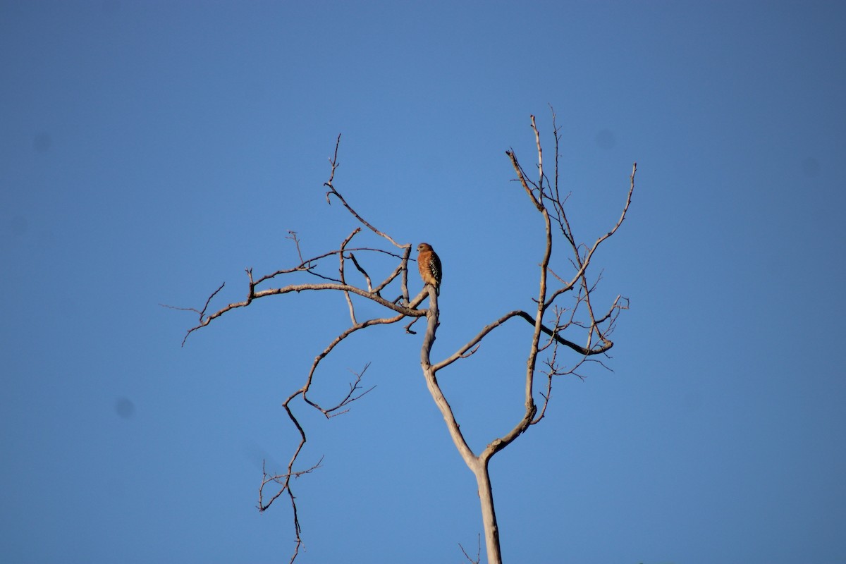 Red-shouldered Hawk (elegans) - Adam Romswinckel-Guise