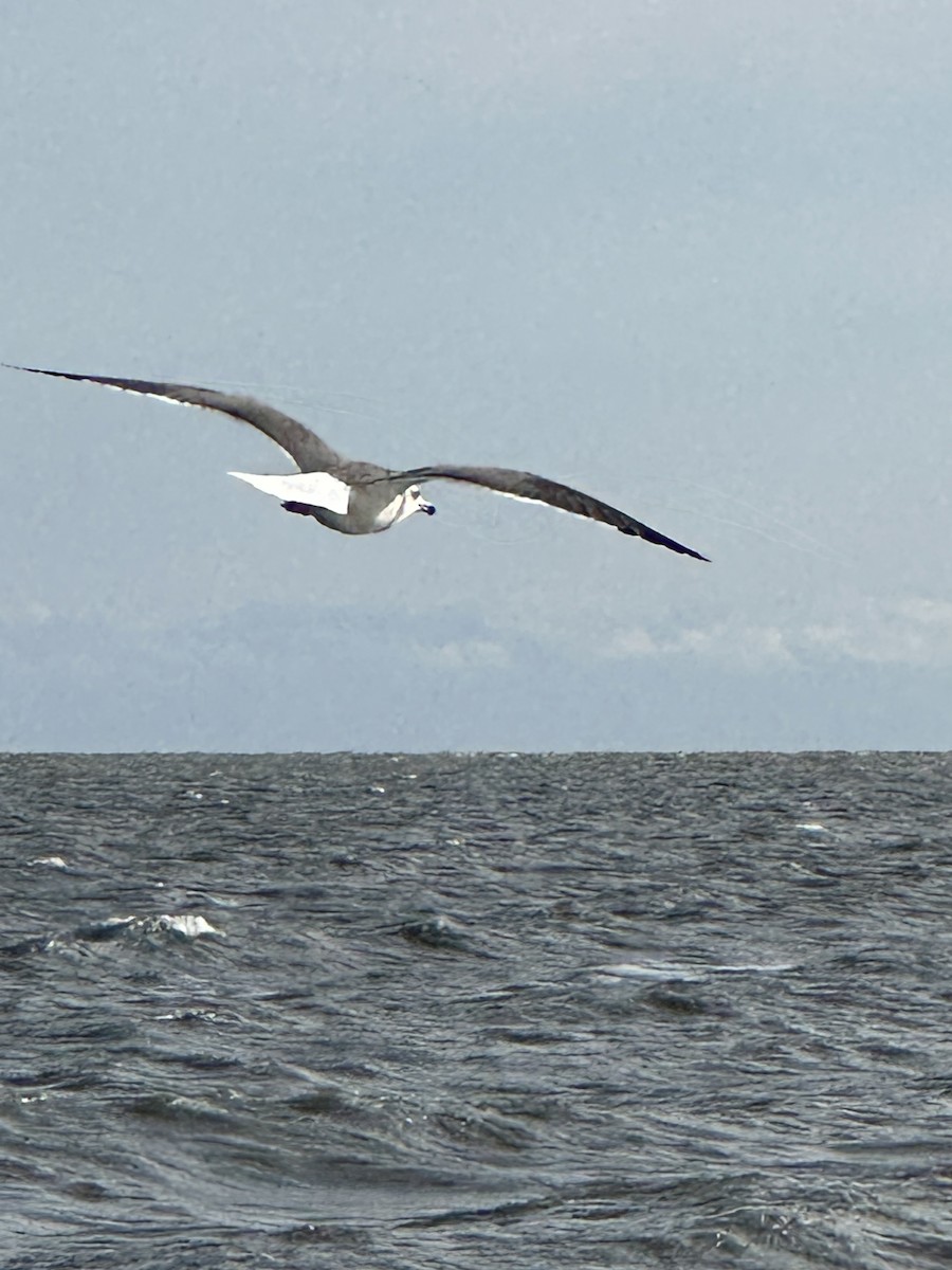 Gaviota Sombría - ML611063565