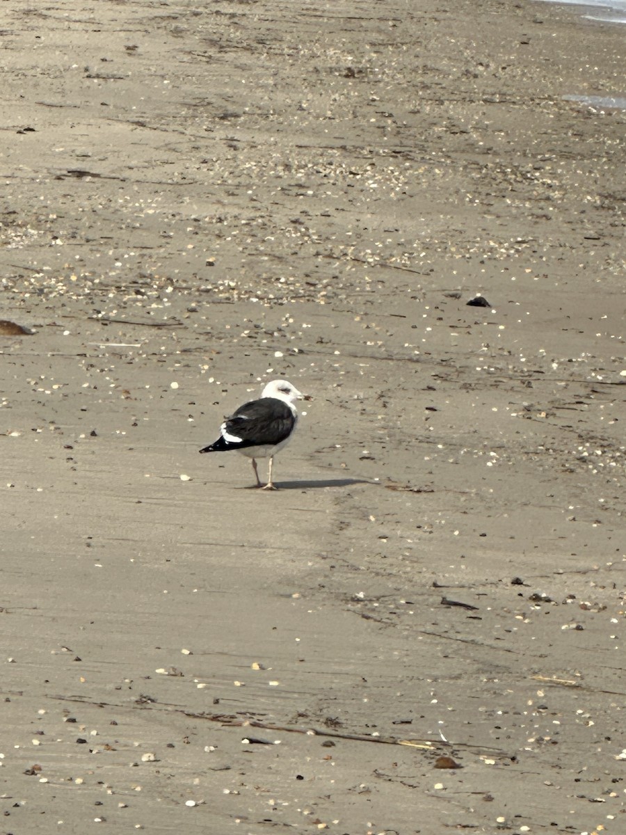 Gaviota Sombría - ML611063566