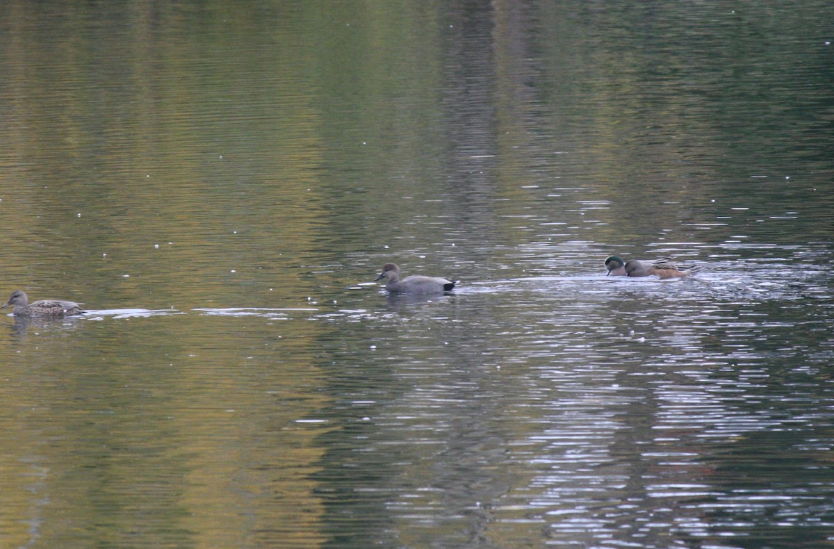 Gadwall - ML611063582