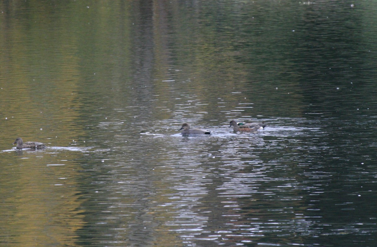 Gadwall - ML611063585