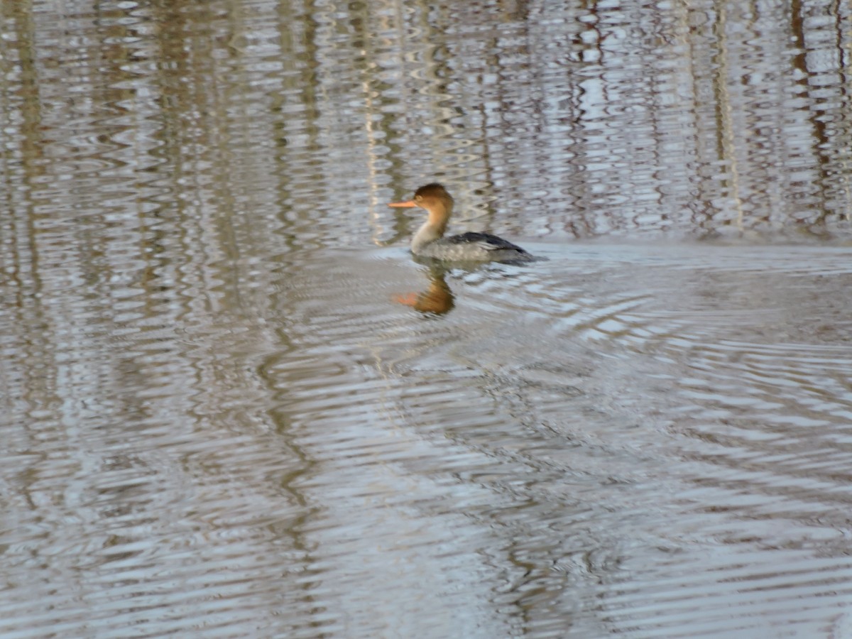 Сэвгэр бохио - ML611063587