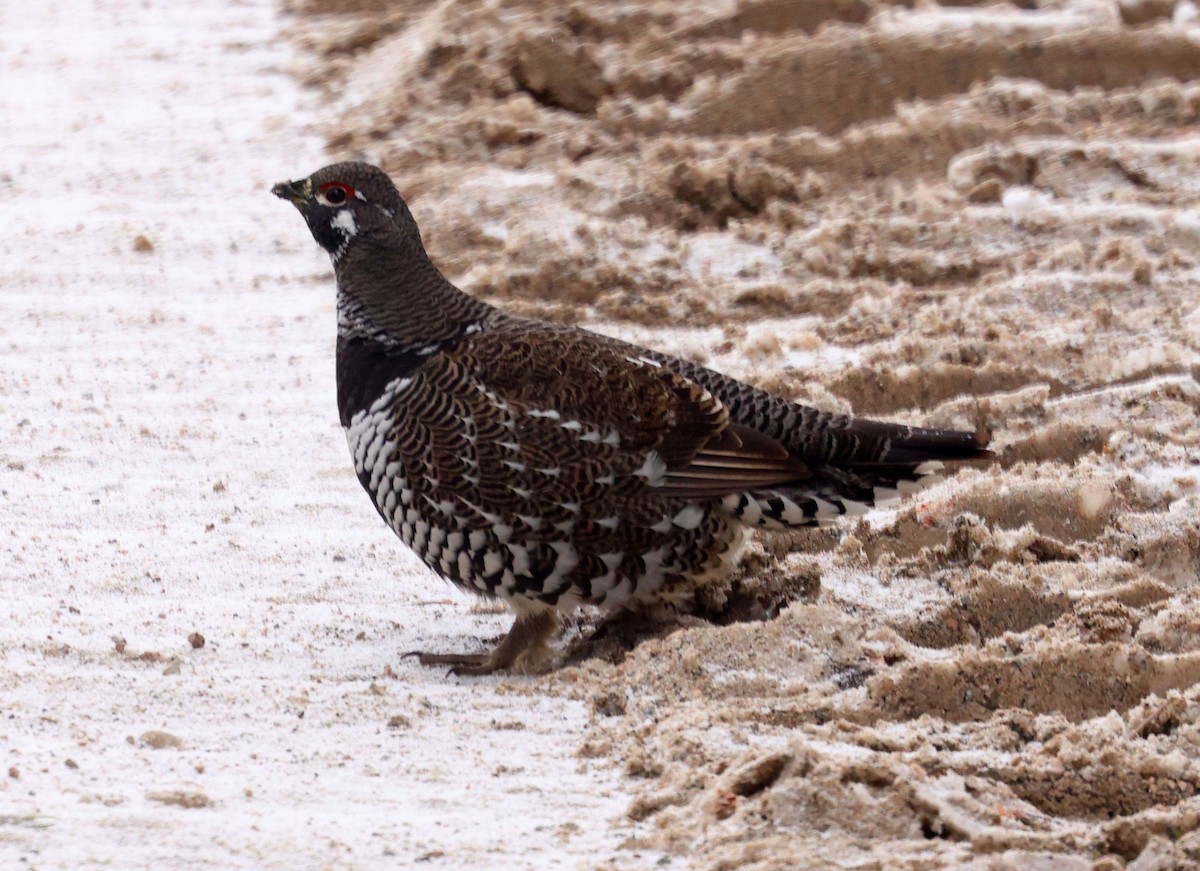 Spruce Grouse - ML611063644