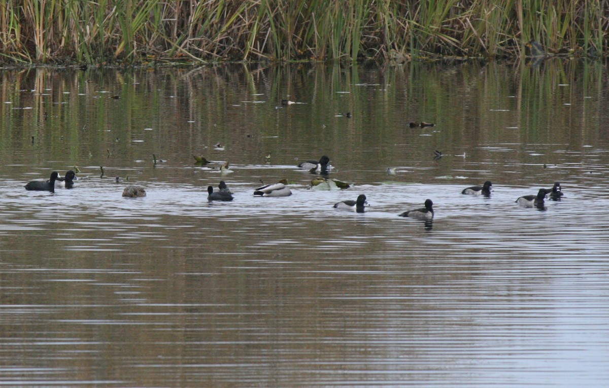 Ring-necked Duck - Samuel Hain