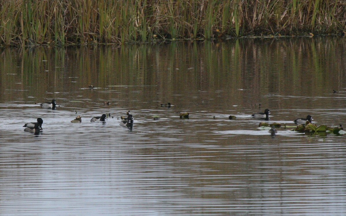 Ring-necked Duck - Samuel Hain