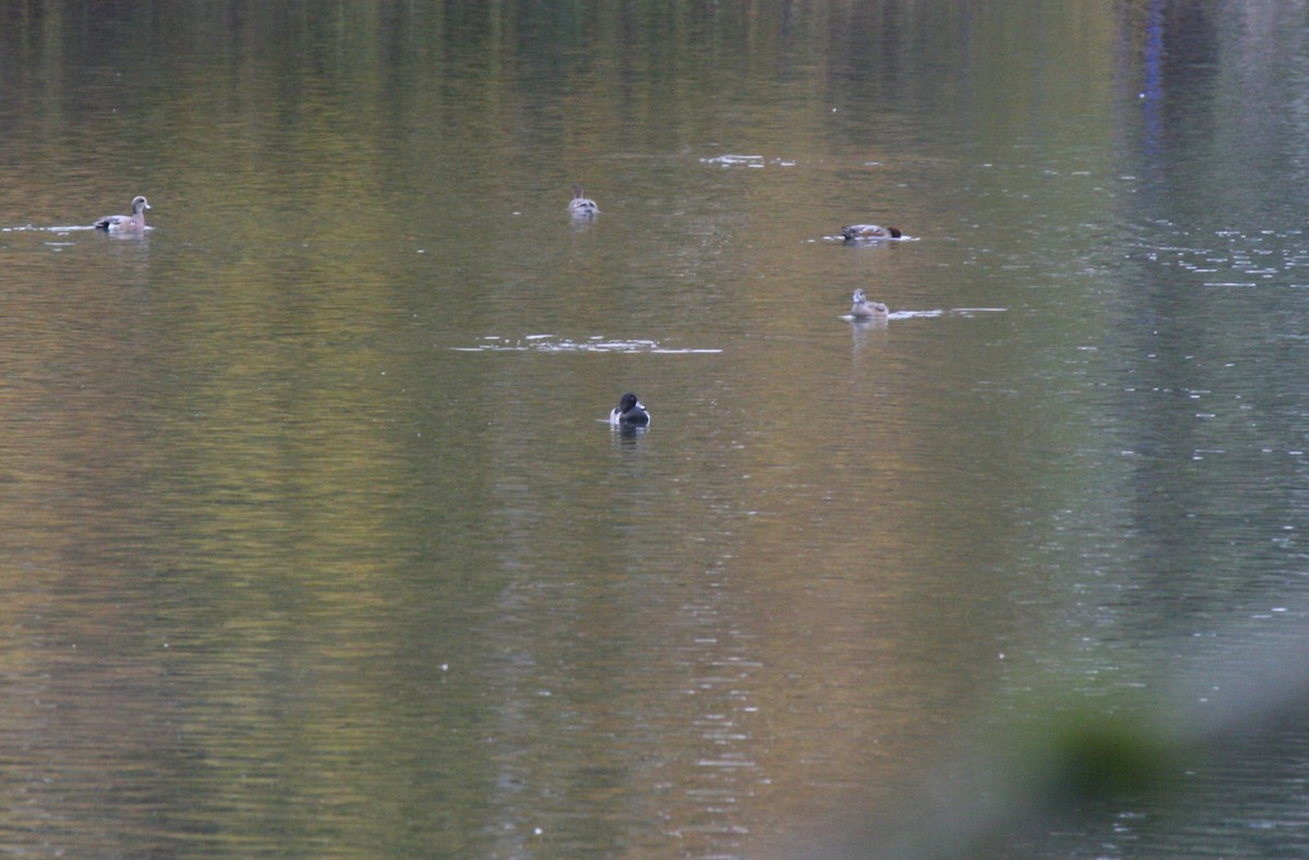 Ring-necked Duck - ML611063651