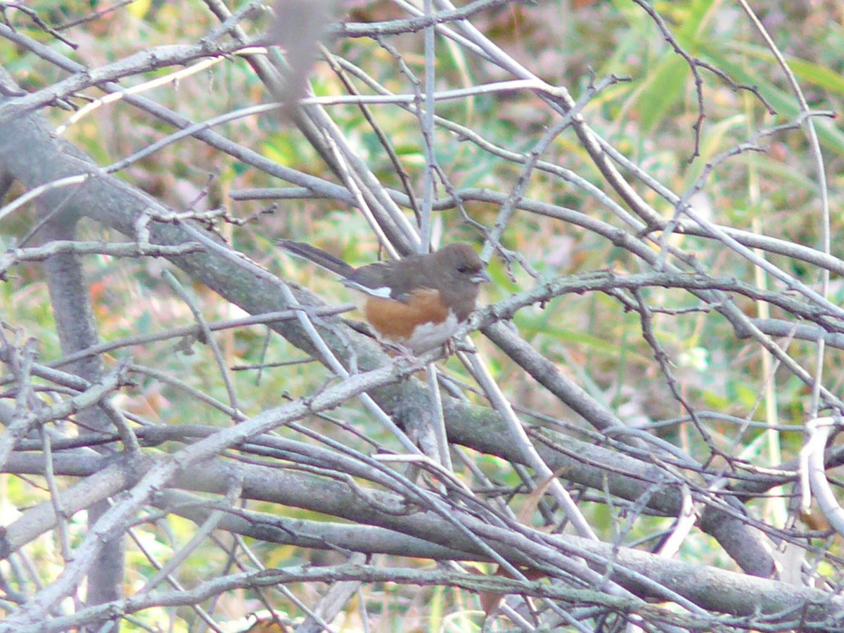 Eastern Towhee - ML611063678