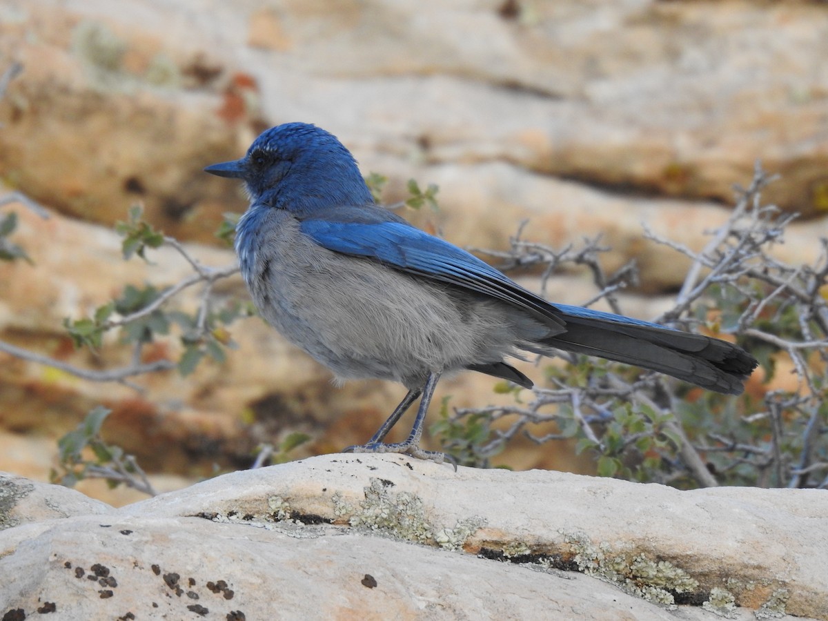 Woodhouse's Scrub-Jay - ML611063732