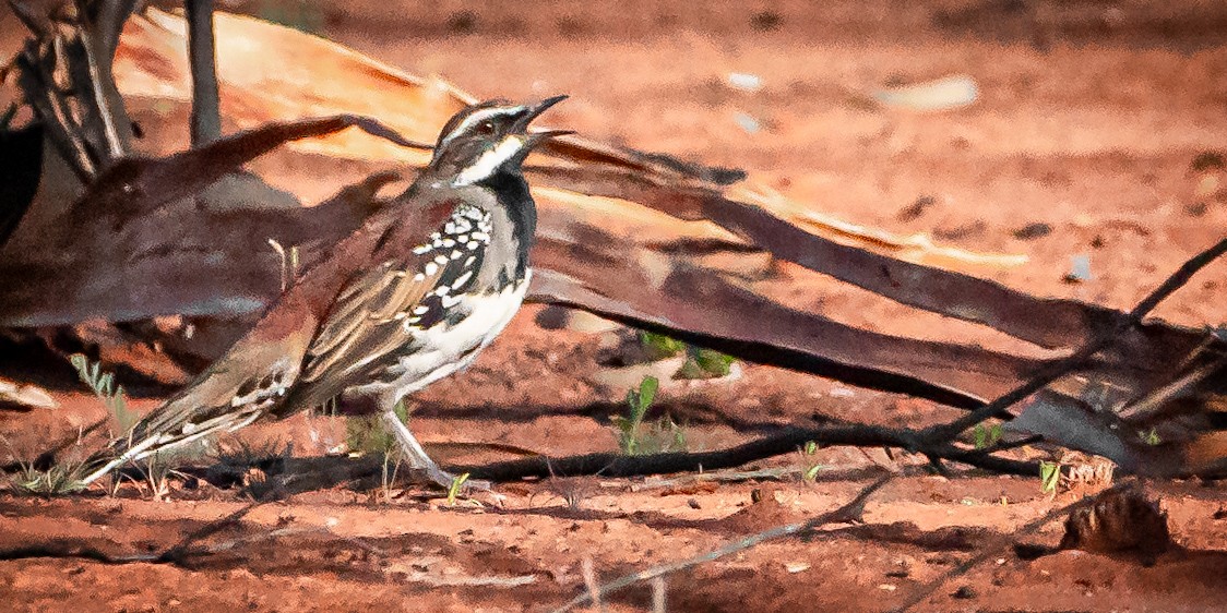 Chestnut Quail-thrush - ML611063765