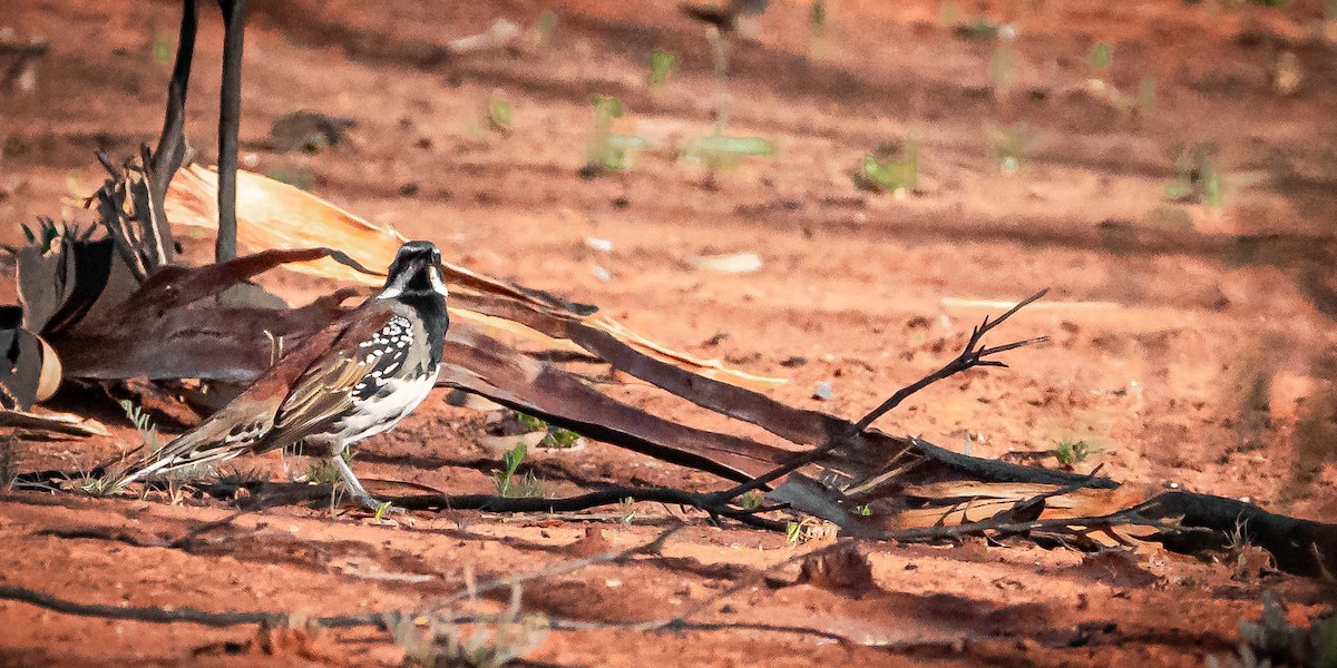 Chestnut Quail-thrush - ML611063767