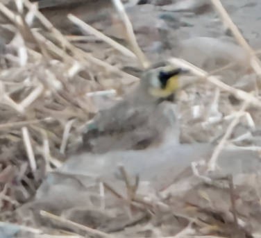 Horned Lark - ML611063794