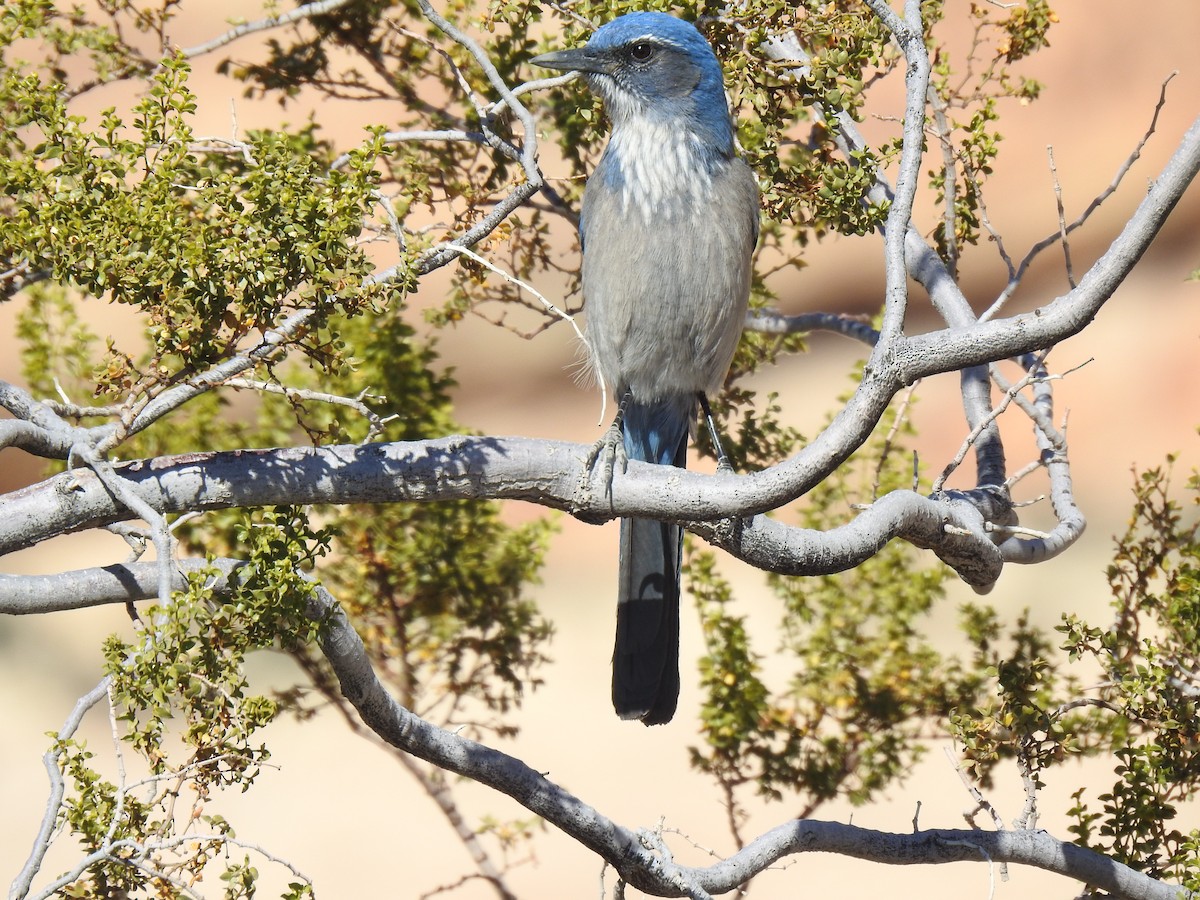 Woodhouse's Scrub-Jay - ML611063801