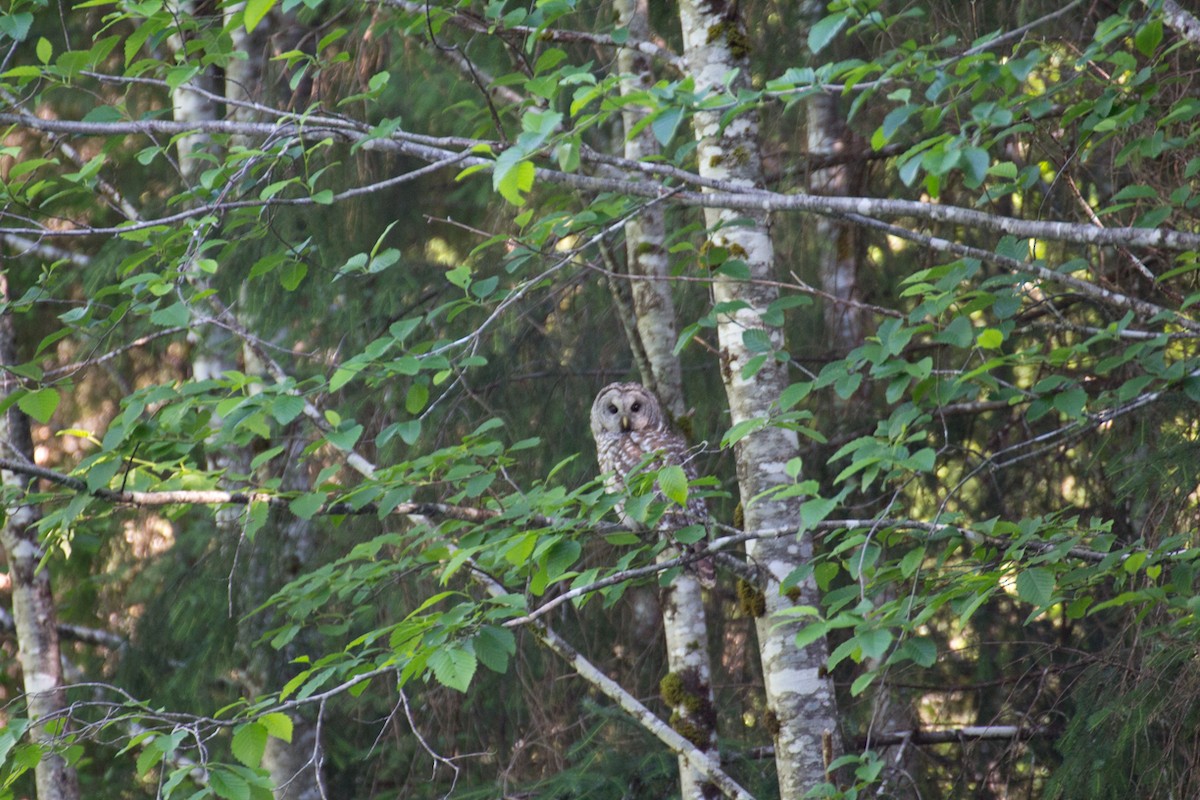 Barred Owl - Stephanie Jurries