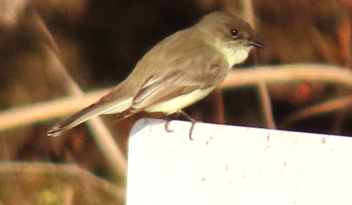 Eastern Phoebe - ML611064244