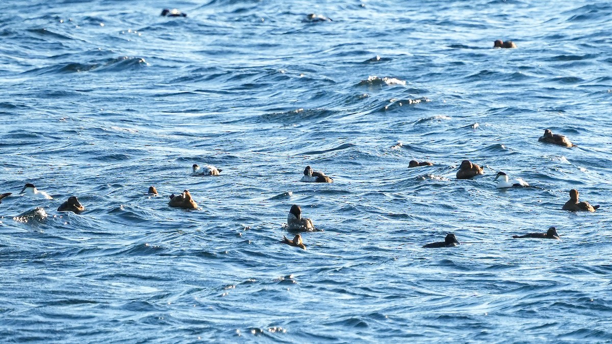 Common Eider - ML611064249