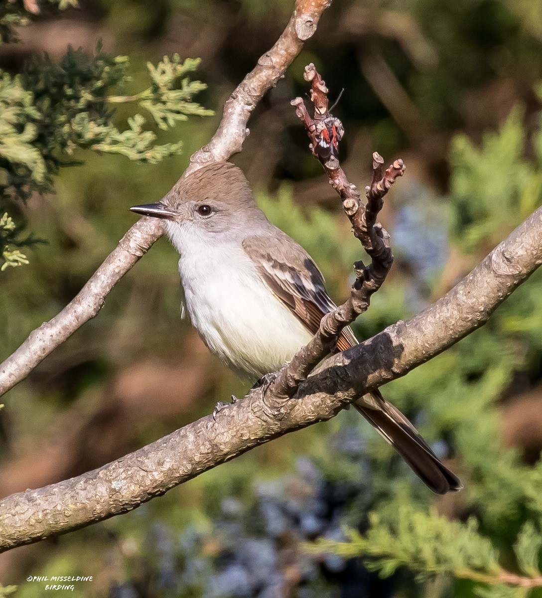 Ash-throated Flycatcher - Phil Misseldine