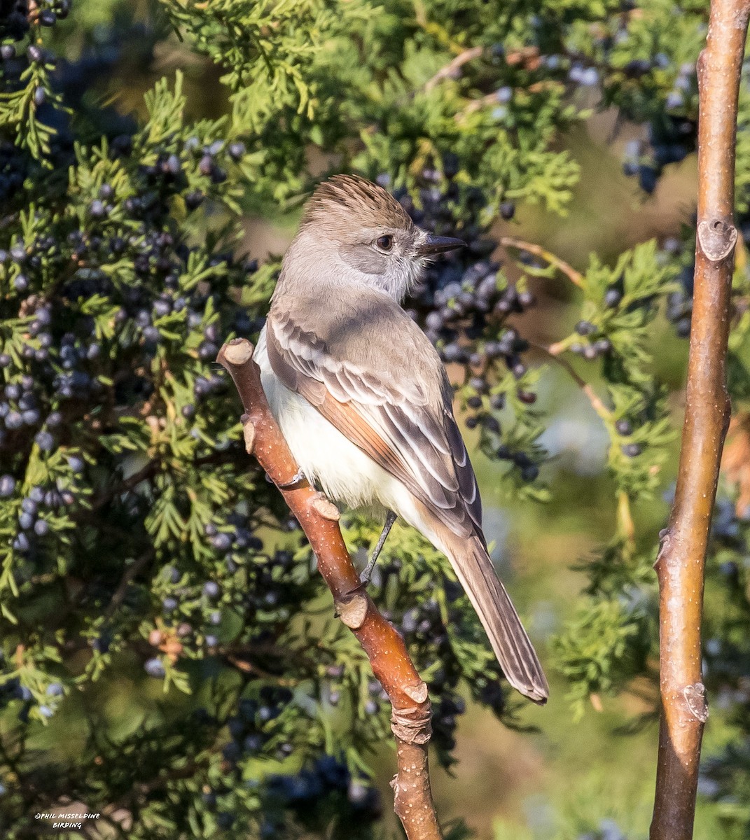 Ash-throated Flycatcher - ML611064256