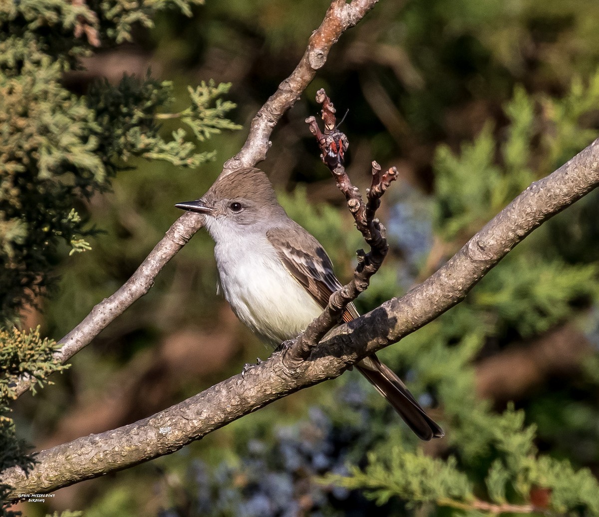 Ash-throated Flycatcher - Phil Misseldine