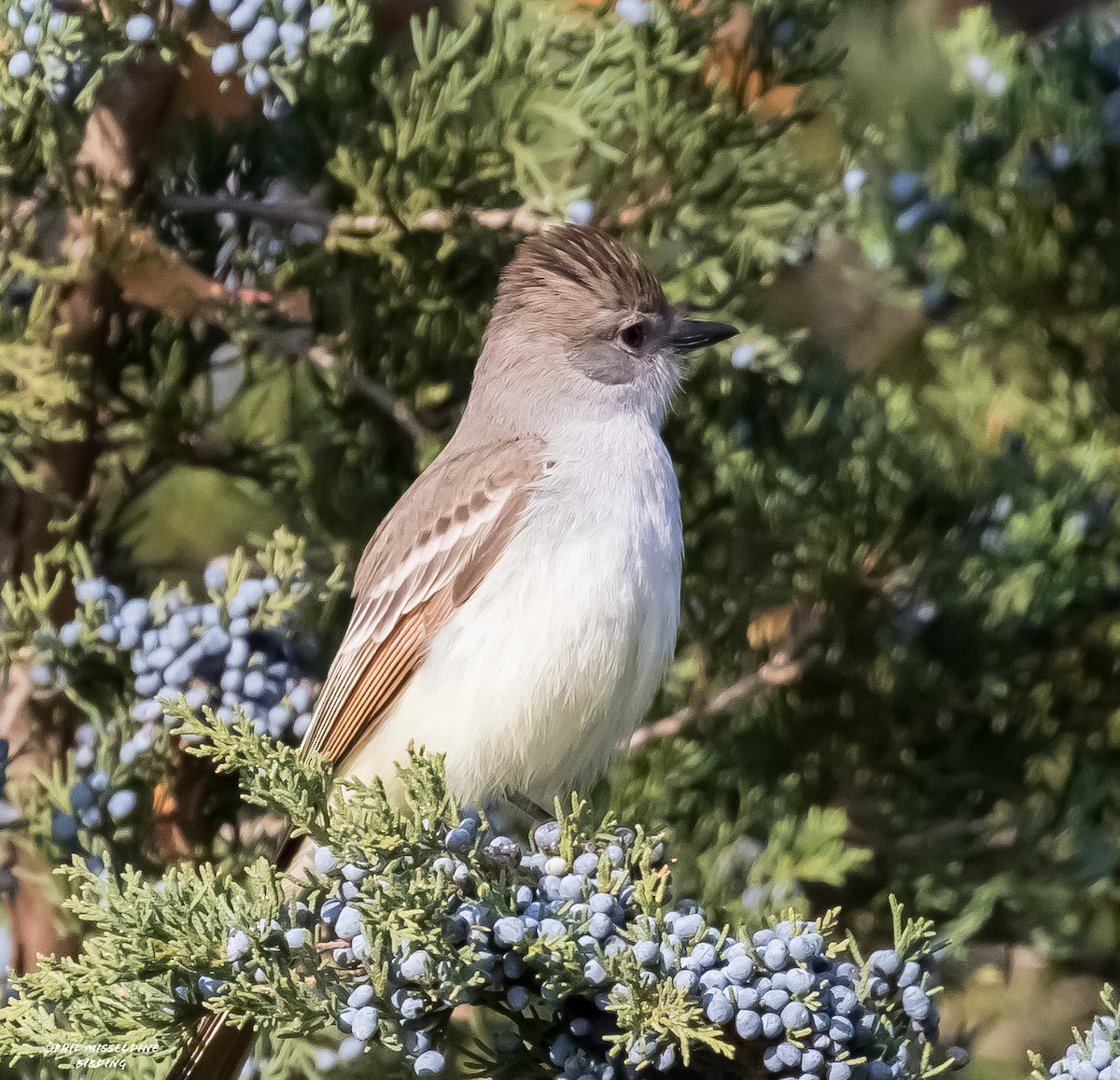 Ash-throated Flycatcher - ML611064258