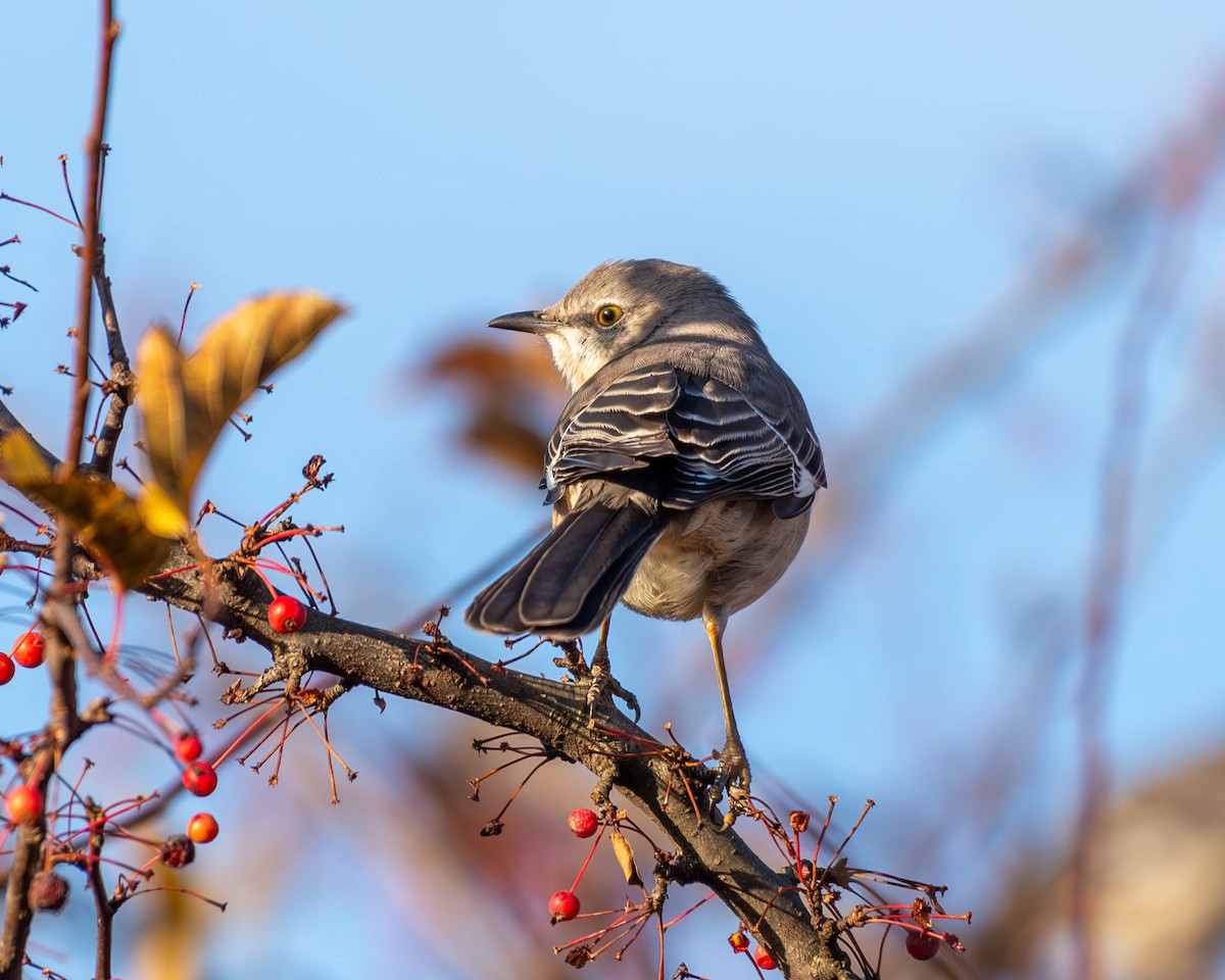 Northern Mockingbird - Andrew Nasuti