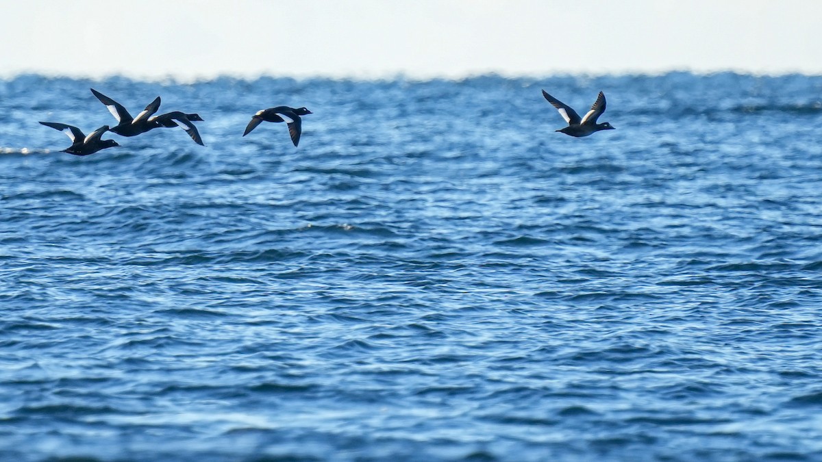 White-winged Scoter - Wenxin Hu