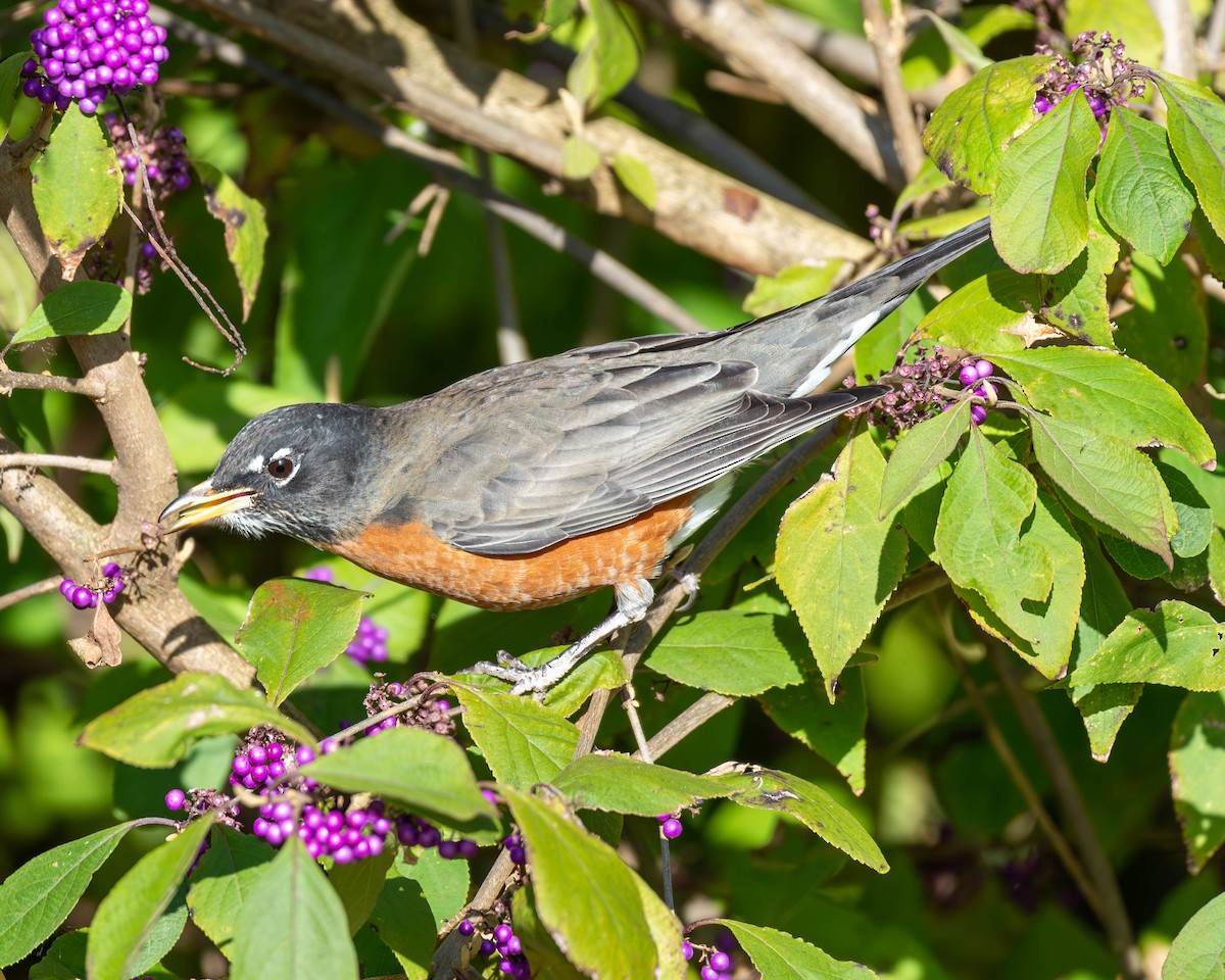 American Robin - ML611064294