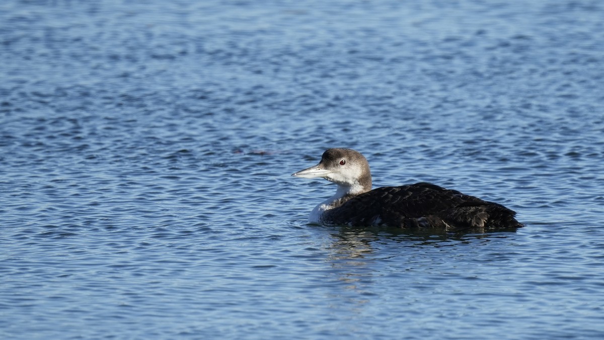 Common Loon - ML611064330