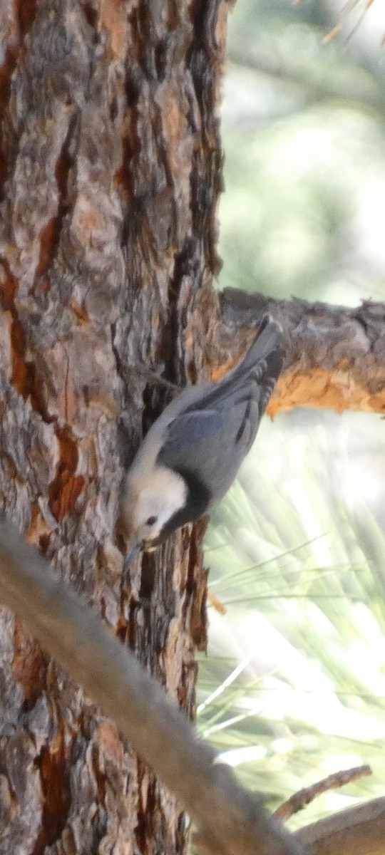 White-breasted Nuthatch - KC Childs