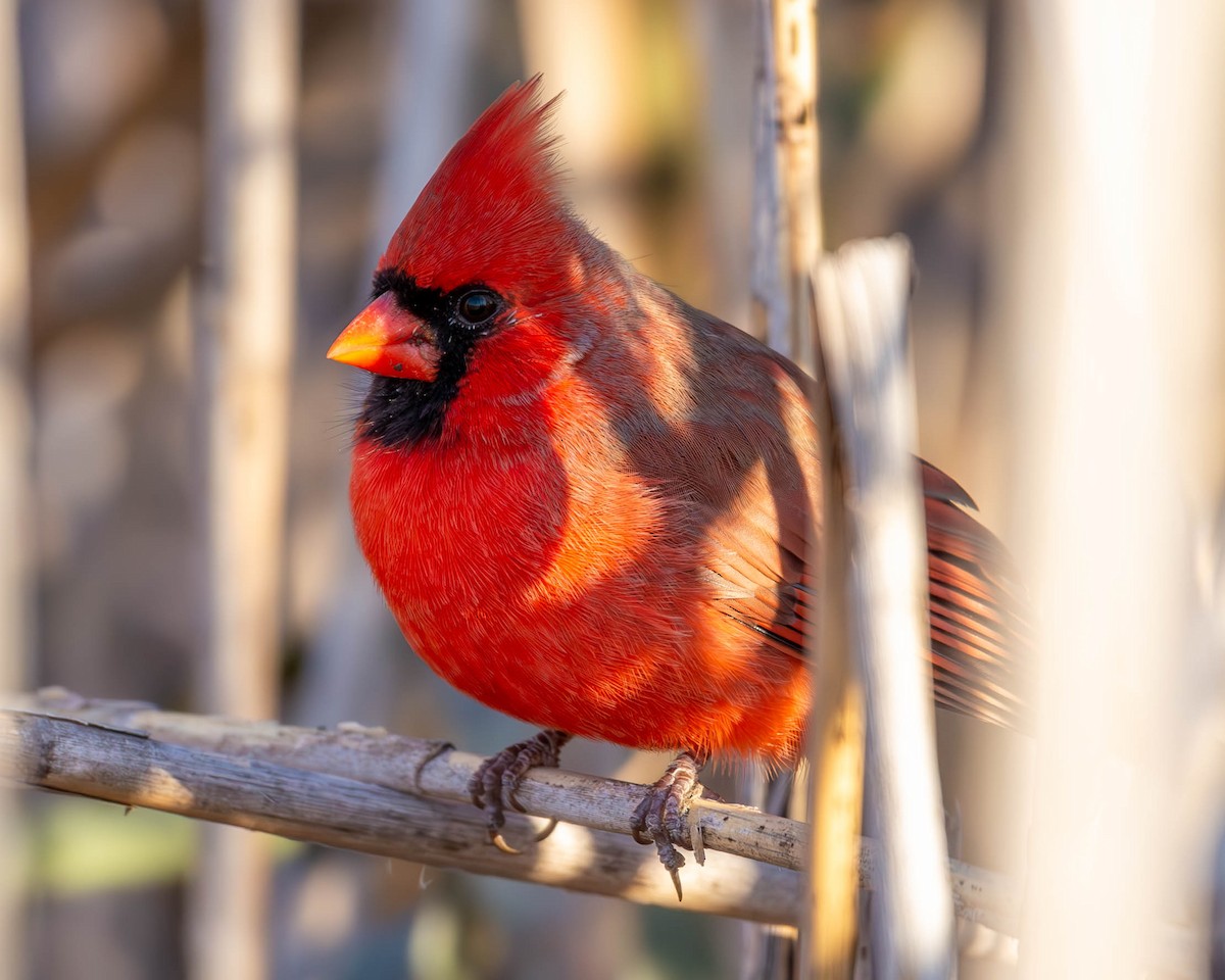 Northern Cardinal - ML611064367