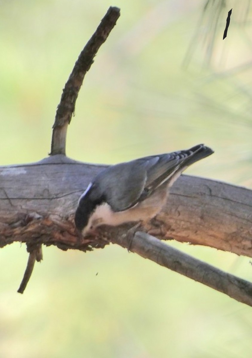 White-breasted Nuthatch - ML611064392
