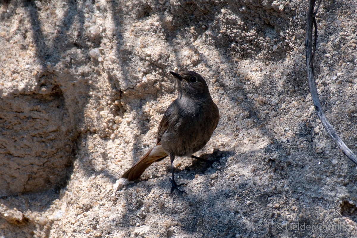 Black Redstart - ML611064405