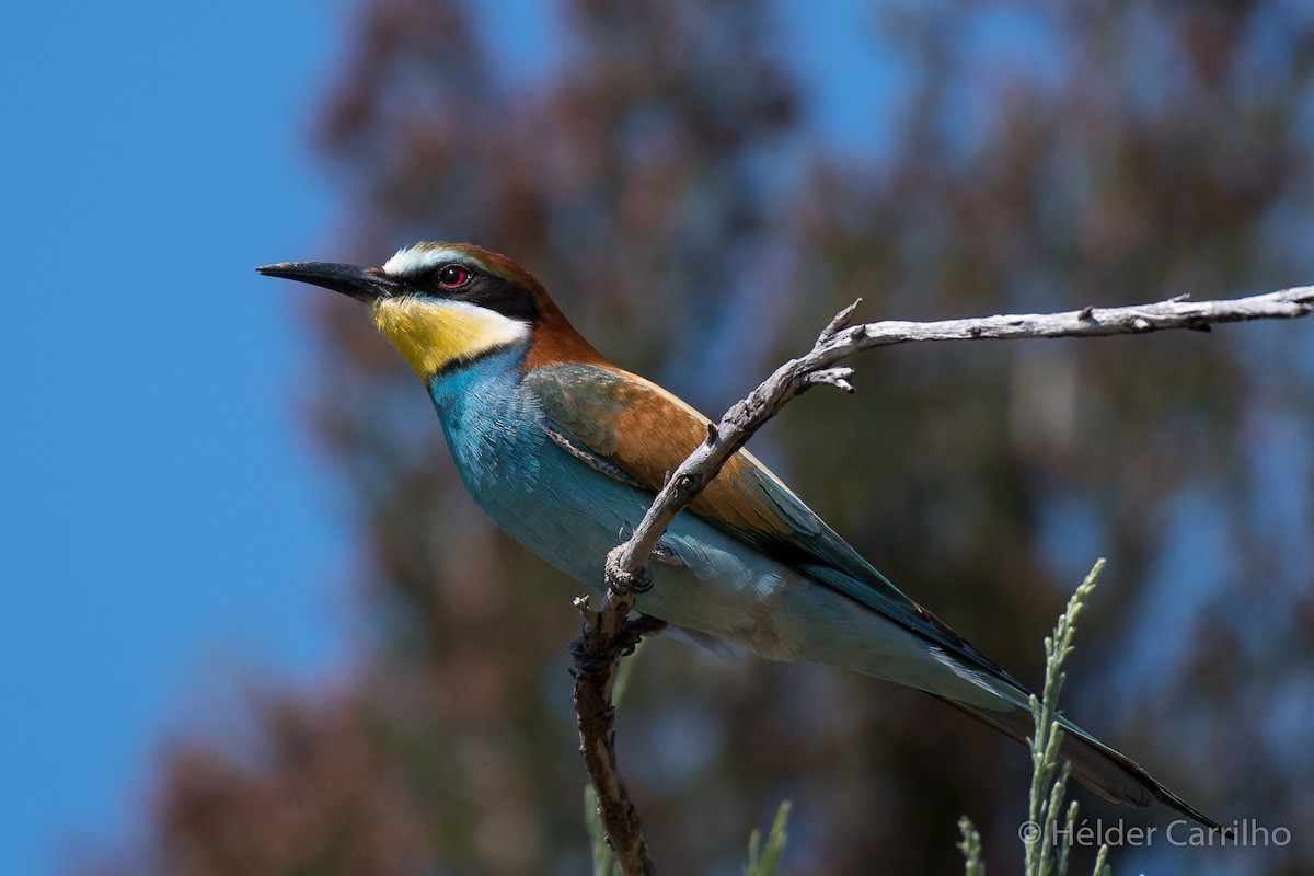 European Bee-eater - ML611064432