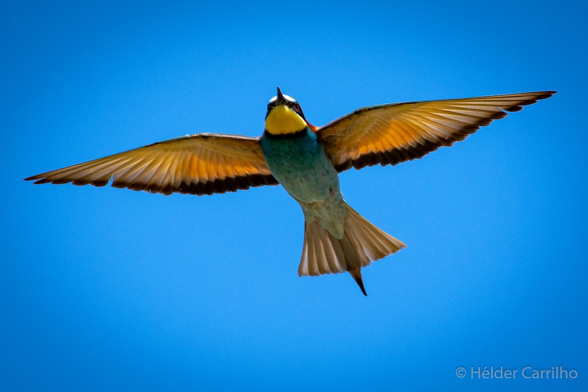 European Bee-eater - ML611064433