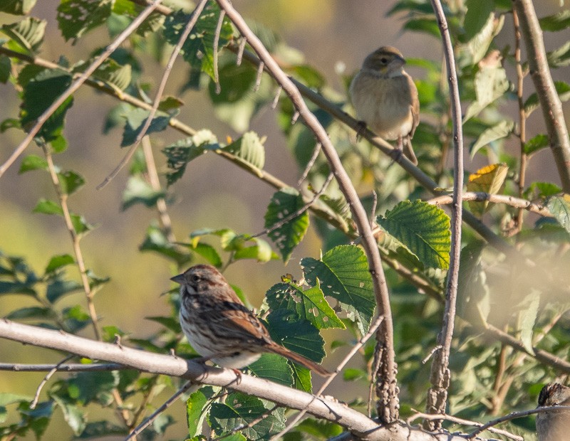 Song Sparrow (melodia/atlantica) - ML611064522