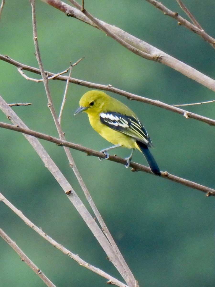 Common Iora - Dave Catterson