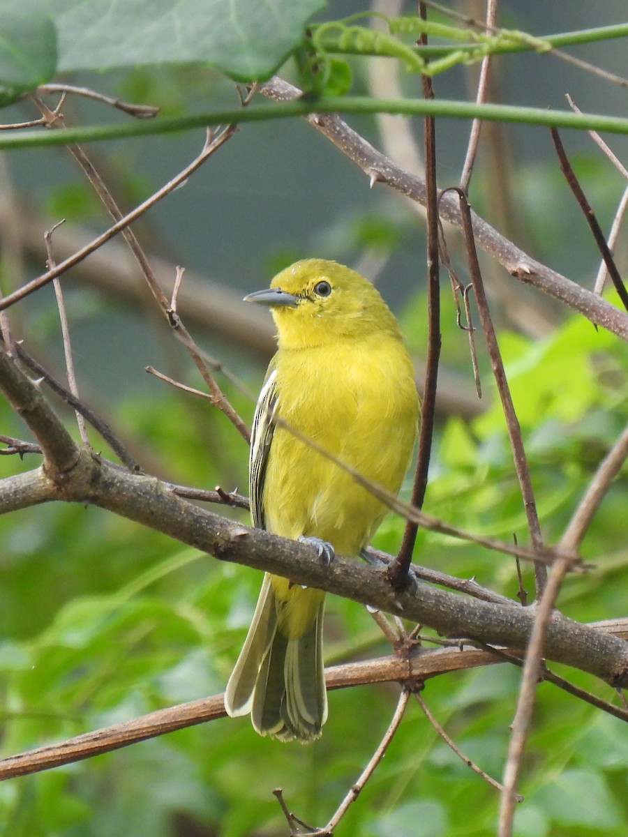 Common Iora - ML611064539