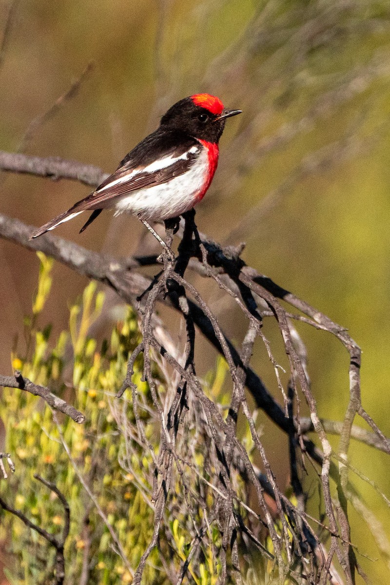 Red-capped Robin - ML611064630