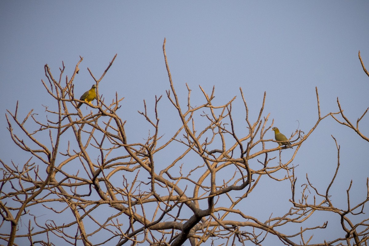 Yellow-footed Green-Pigeon - ML611064684