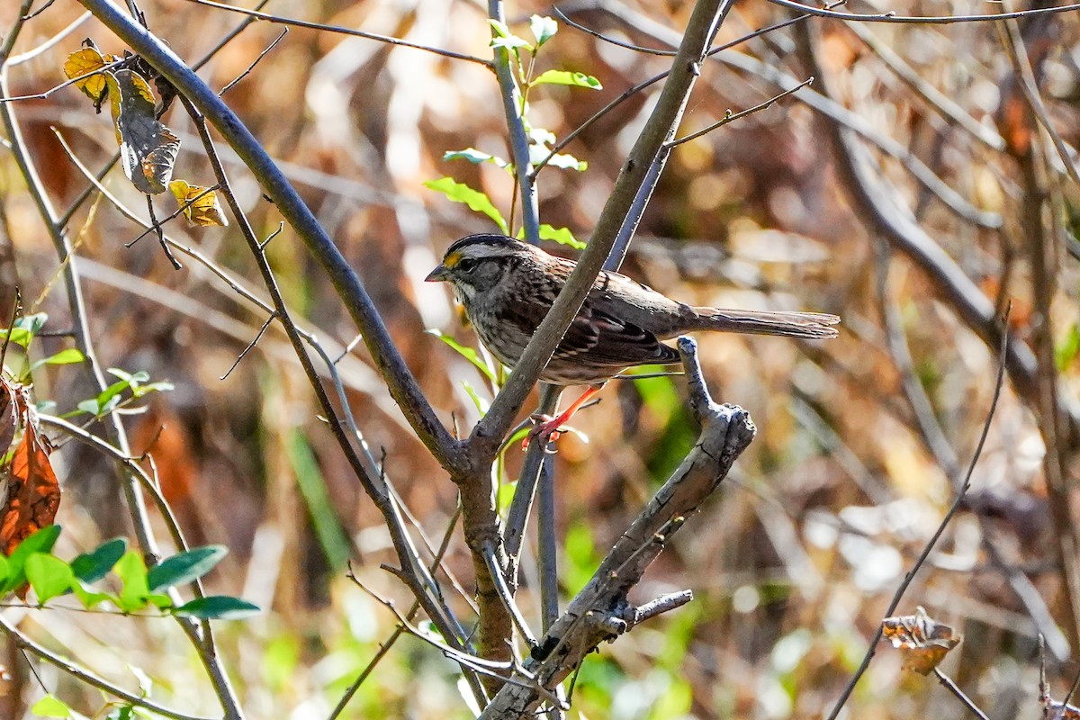 White-throated Sparrow - ML611064719