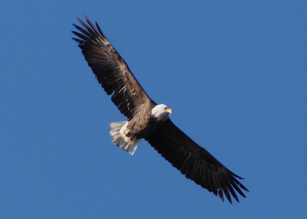 Bald Eagle - ML611064726