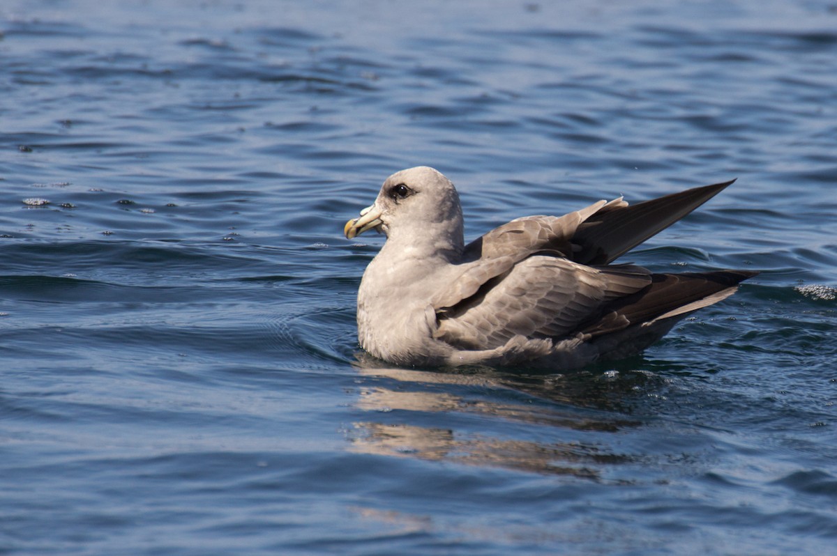Northern Fulmar - ML611064775